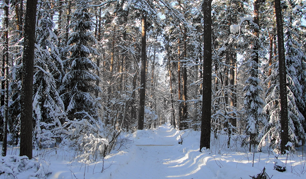 В Чите проверяют данные о том, что дети ходят в школу через дикий лес