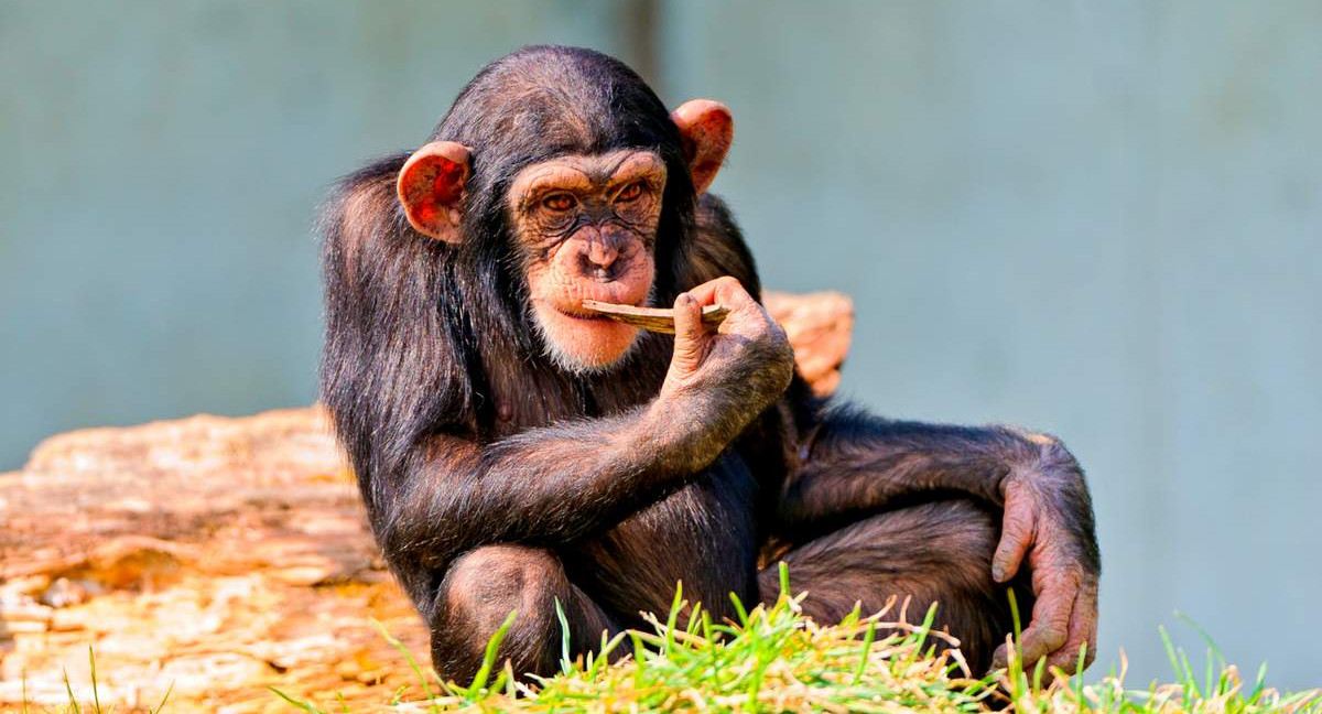 Министр образования Индии потребовал запретить теорию эволюции