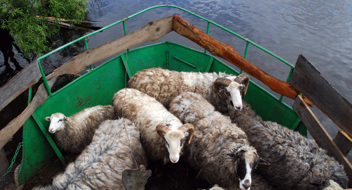 Рога и копыта. Китайская задача для пятиклассников вызвала споры в Сети
