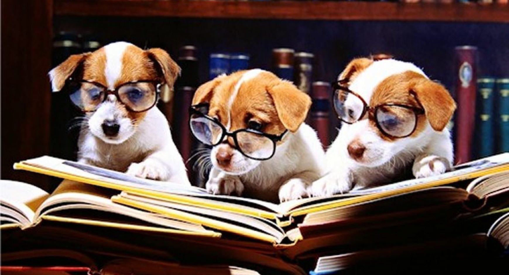 Общение с собаками снижает у студентов уровень стресса во время экзаменов