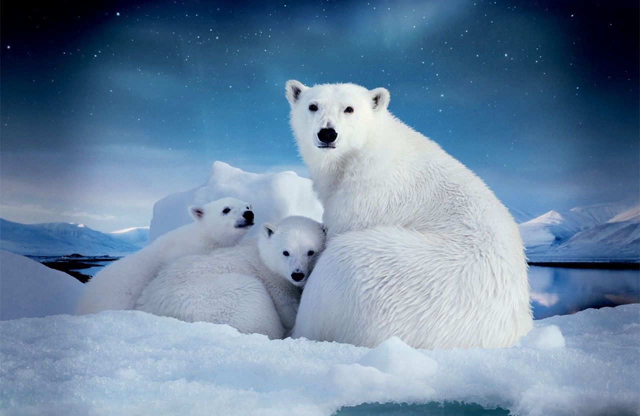 Арктика ждет юных обитателей