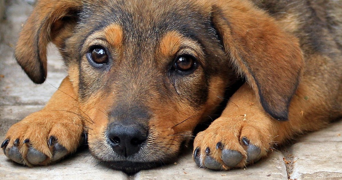 Школьники в Красноярске намерены делать паспорта для бездомных собак