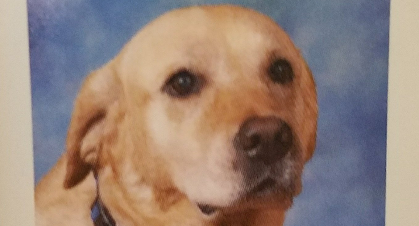  Собачье сердце