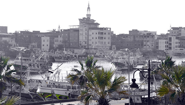 В Египте мартышки сбежали из зоопарка частной школы и вызвали панику