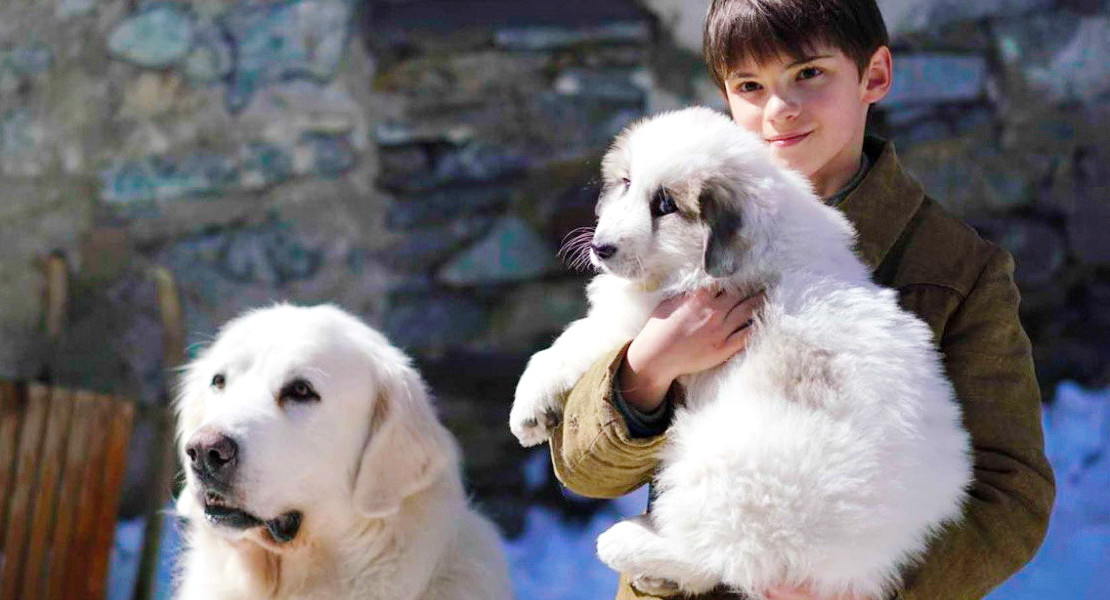 И собаки дружить умеют