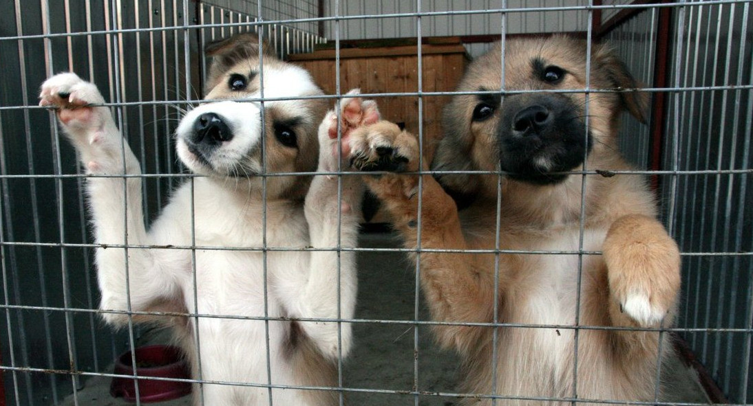  Девятилетний мальчик на Сахалине продает открытки, чтобы помочь приюту для животных