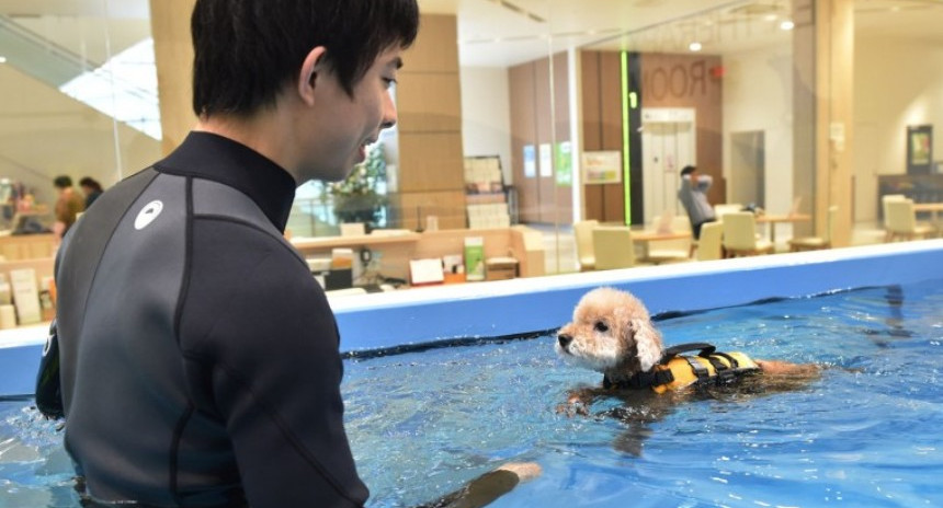 Дом престарелых для питомцев: как в Японии ухаживают за пожилыми домашними животными 