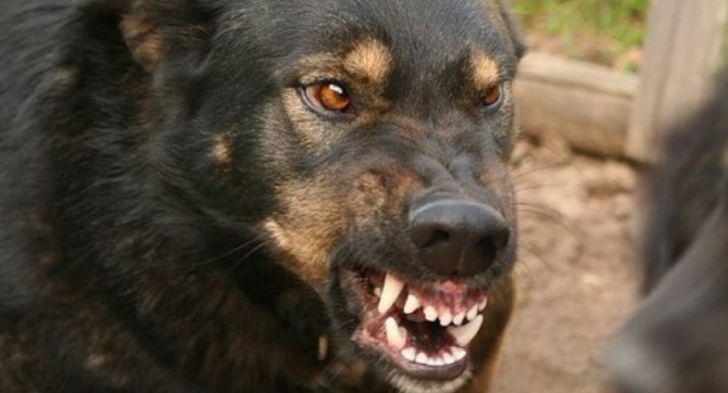 В Ногинске бродячие дворняги растерзали двухлетнего ребёнка