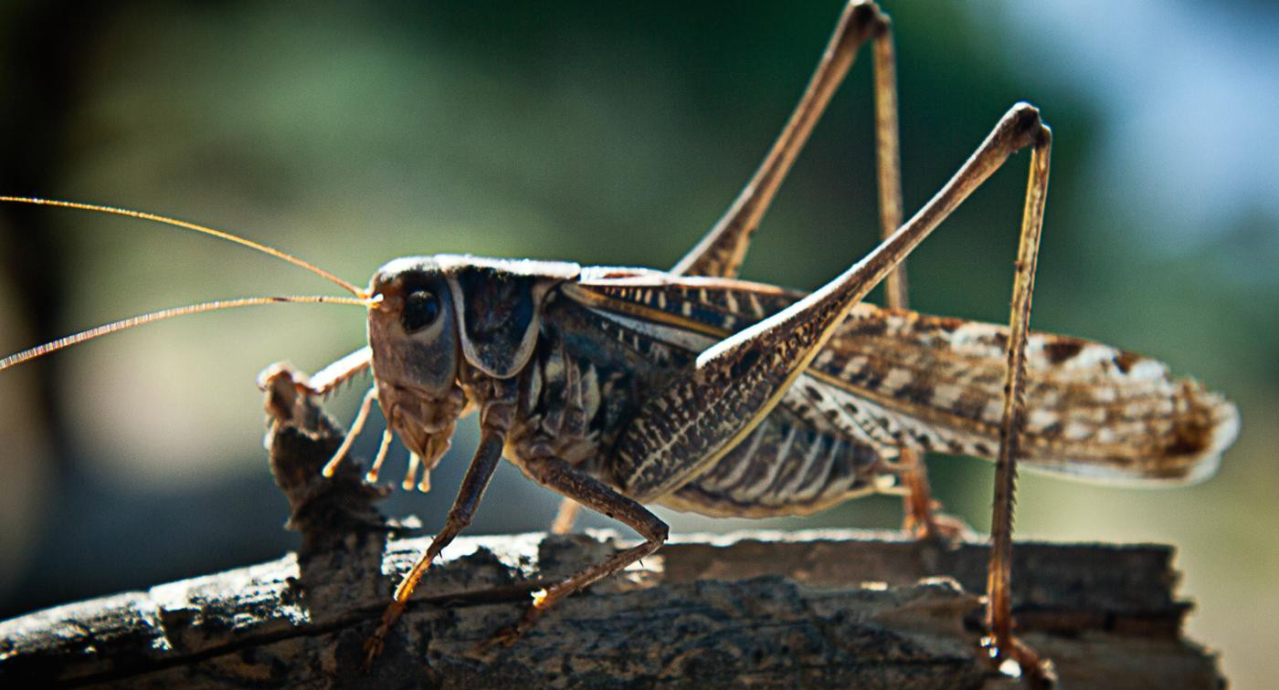 В продукты россиян добавят панцири саранчи