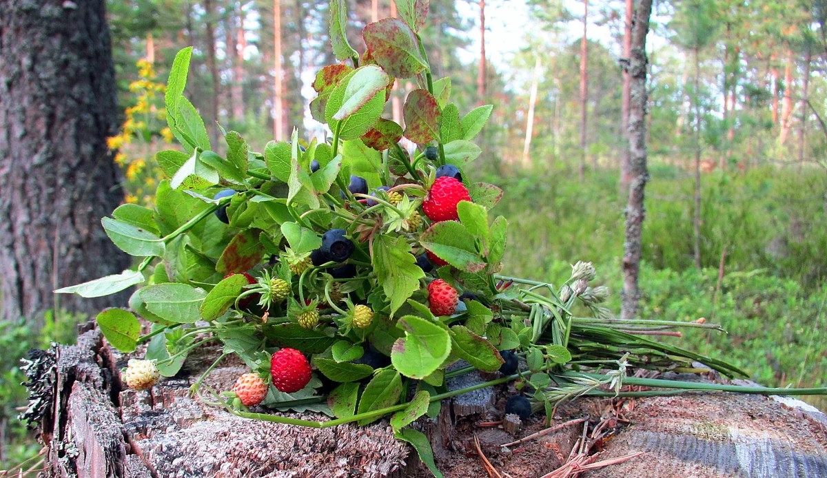 Экологи предложили россиянам дарить учителям деревья вместо букетов