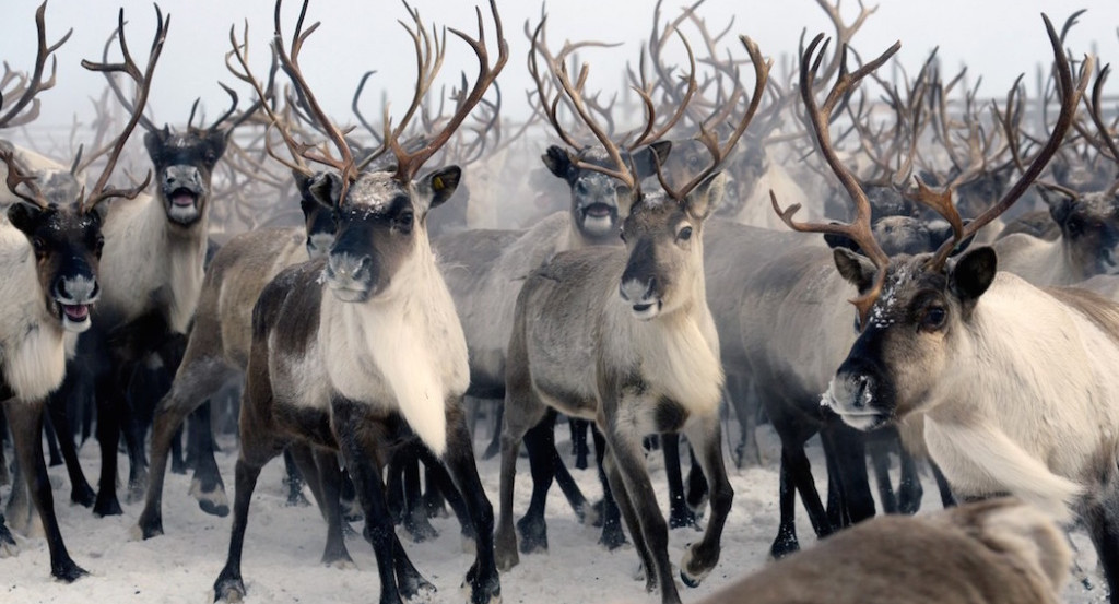 Власти Ямала планируют заменить олениной 50% мяса в закупках школ и детсадов
