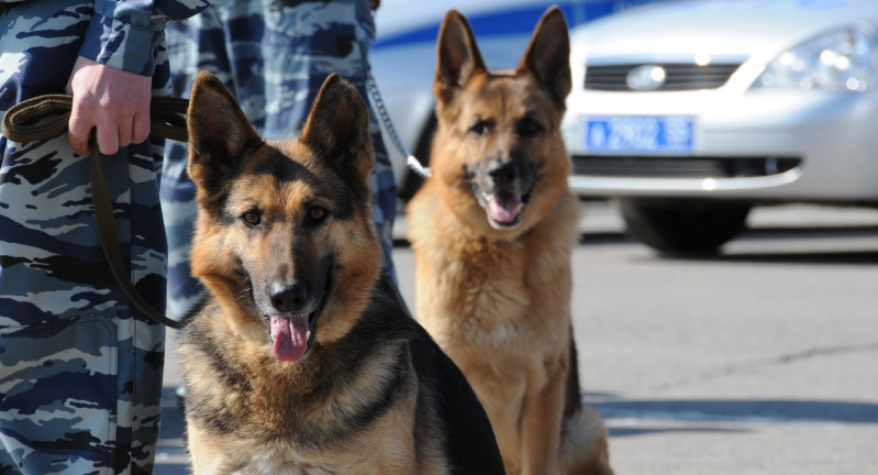 В Москве из-за сообщений о заложенных бомбах эвакуировано 20 школ