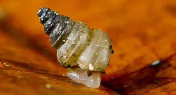 Учёные назвали в честь экоактивистки Греты Тунберг новый вид метеочувствительных улиток