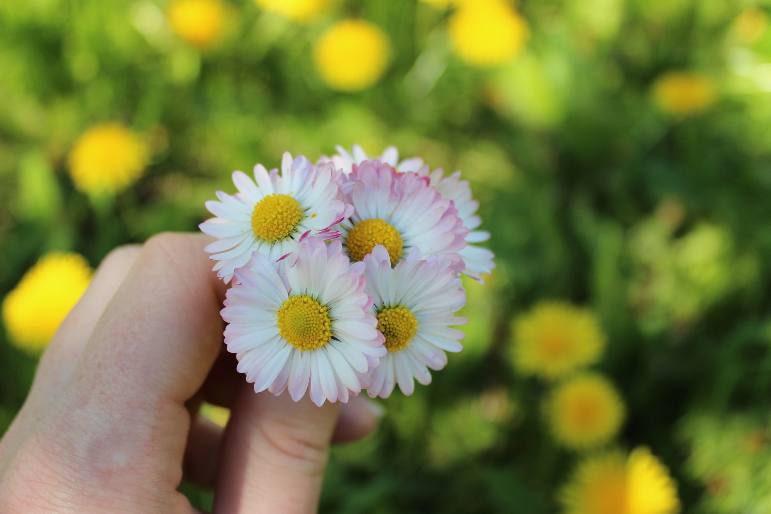 Воспитательница детского дома в Твери ударила ребёнка за вырванный цветок