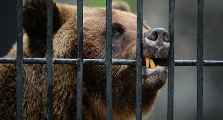 В Сочи медведи загрызли мальчика, зашедшего к ним в вольер