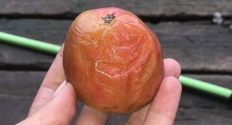 Школьников накормили гнилыми яблоками