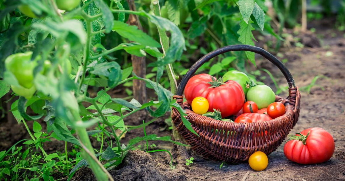 ​​Школьный огород в Карачаево-Черкесии обеспечивает детей едой