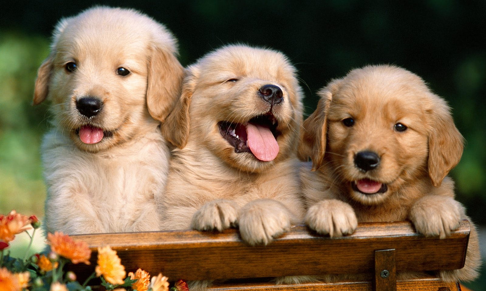 Преподаватель колледжа в Белгороде рассказала студентам, что собаки снимают скальпы с детей и «ассоциируются» с Сатаной