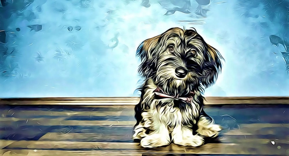 В российский университет разрешили проходить с домашними питомцами