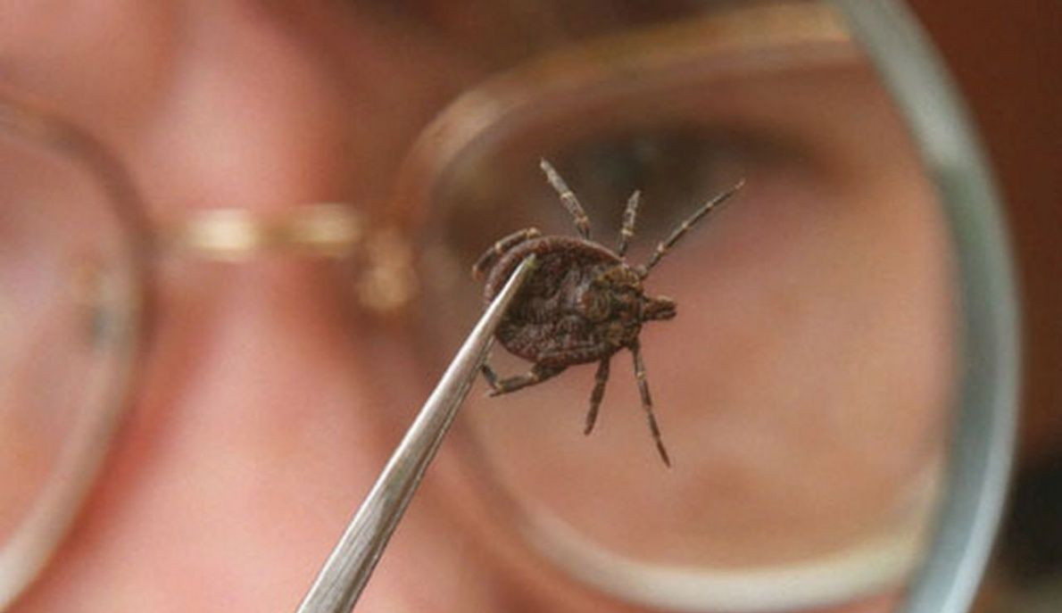 Время клещей: о чём важно и нужно знать