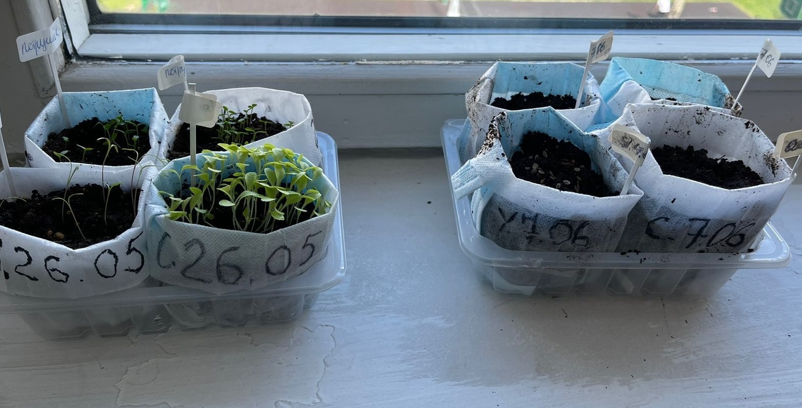 Московские школьники выращивают рассаду для своей теплицы в медицинских масках