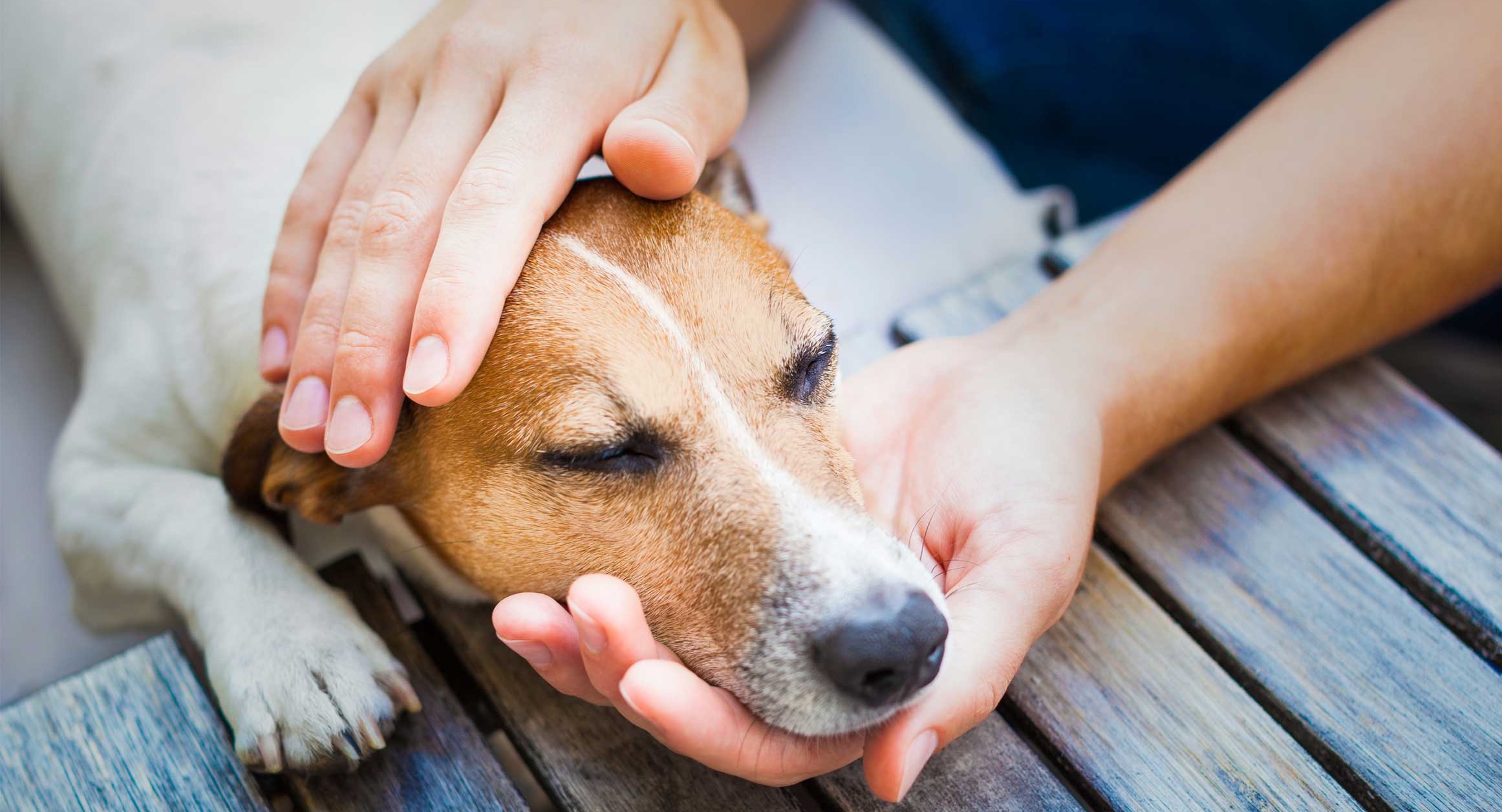 Чтобы избавиться от стресса, надо гладить кота или собаку 10 минут в день