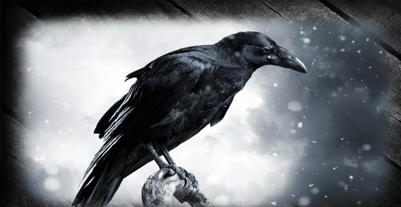 Школьник из Подмосковья научил ворон сортировать мусор с помощью нейросети