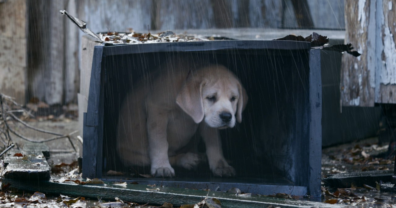 За выброшенных на улицу домашних животных вводится штраф до 30 тысяч рублей