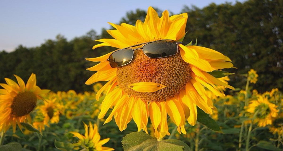 Исследование: кто набирает вес в жару?