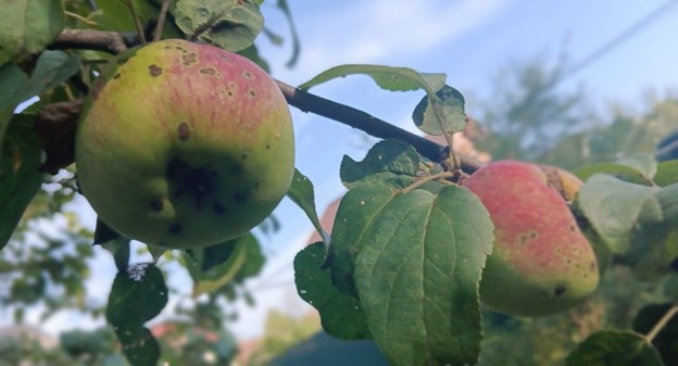 Яблочный снегопад