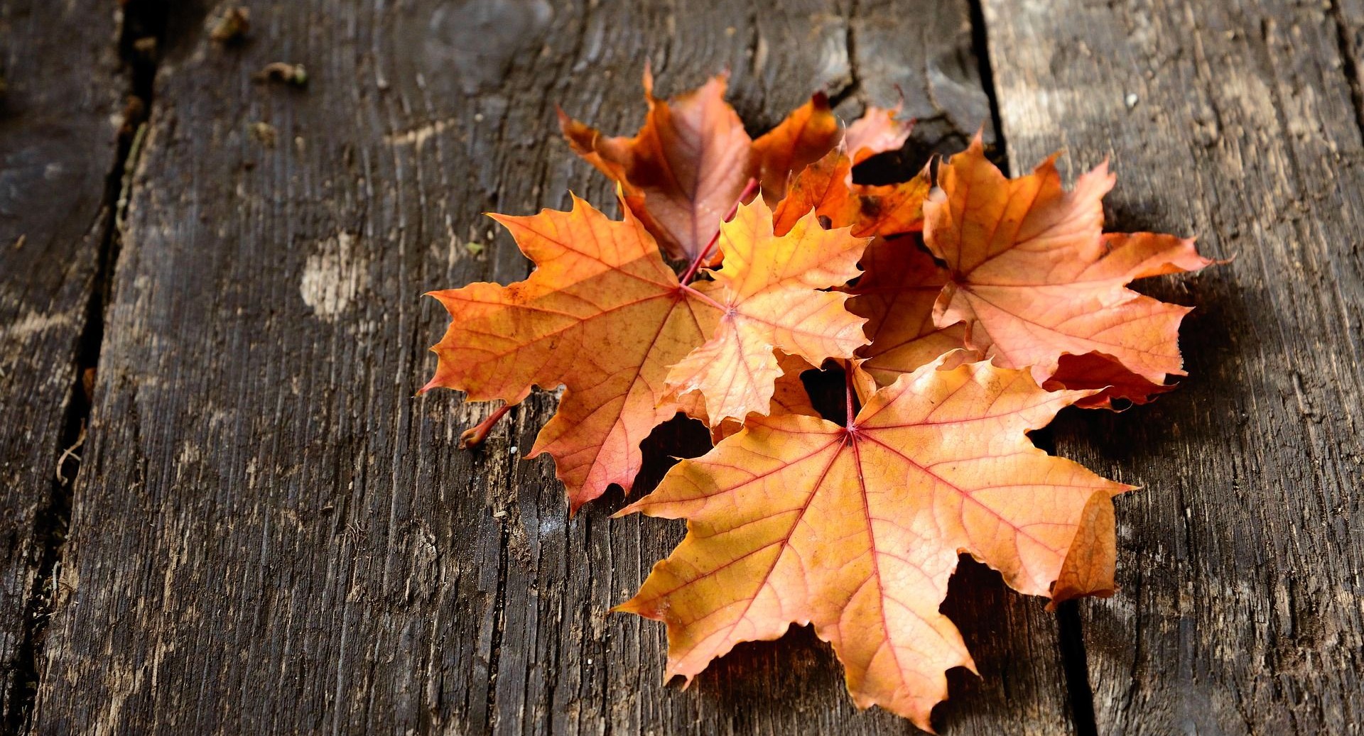 ВЦИОМ: Россия находится в «демографической осени»