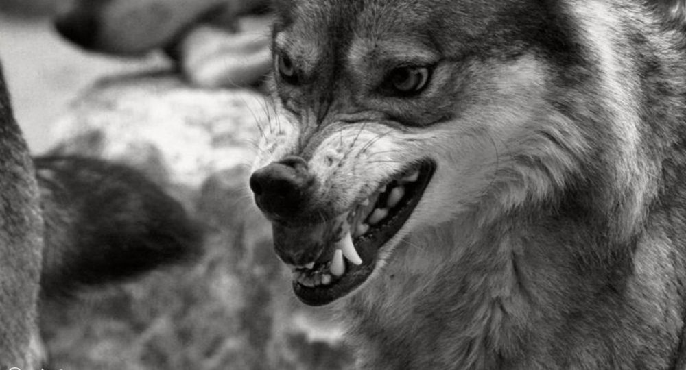 Пасынки государства (эффект порочного круга) Пасынки государства (эффект порочного круга)