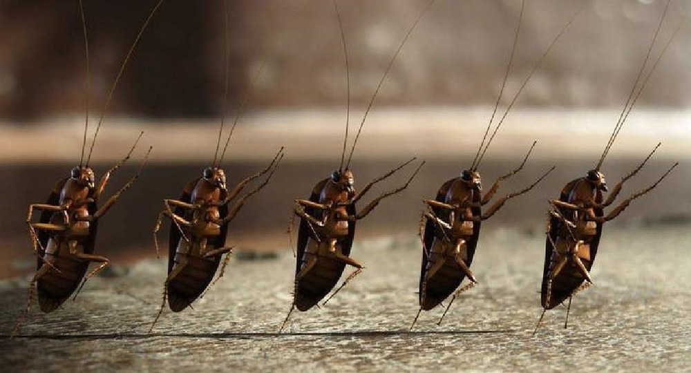 Жители Кургана пожаловались на тараканов в школьной столовой Жители Кургана пожаловались на тараканов в школьной столовой