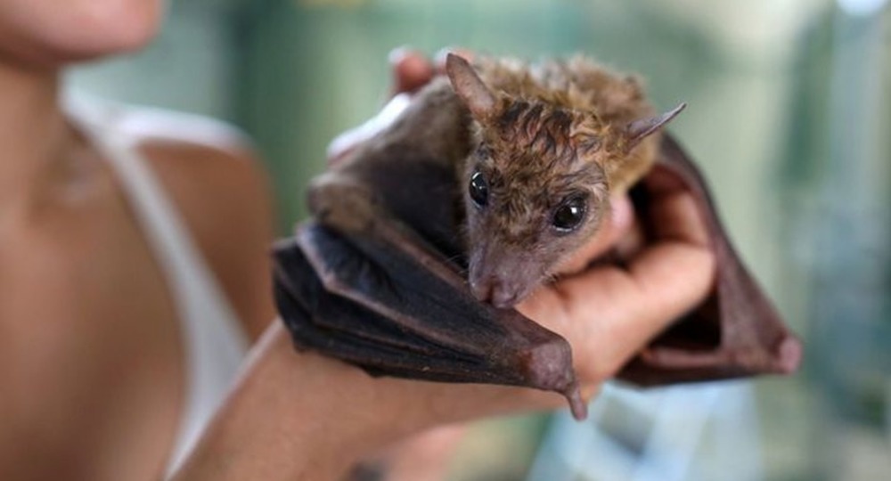 Волгоградский школьник приютил 203 летучих мыши, выброшенных на помойку Волгоградский школьник приютил 203 летучих мыши, выброшенных на помойку