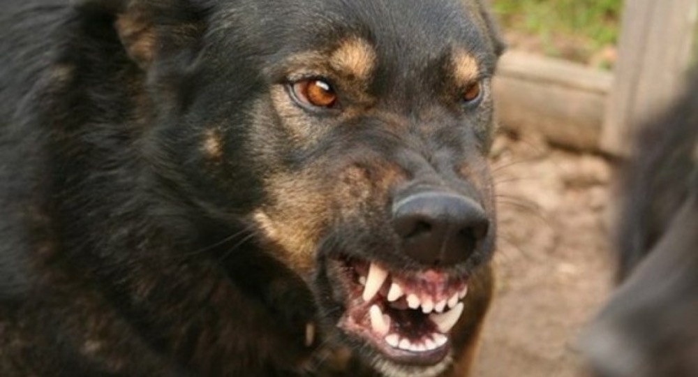 В Ногинске бродячие дворняги растерзали двухлетнего ребёнка В Ногинске бродячие дворняги растерзали двухлетнего ребёнка