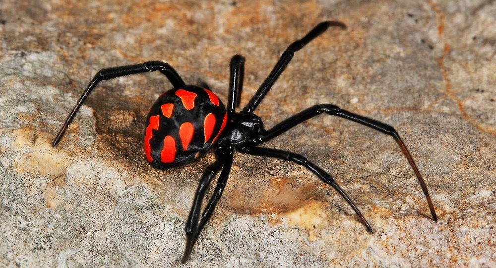 В столичном регионе появились ядовитые каракурты В столичном регионе появились ядовитые каракурты