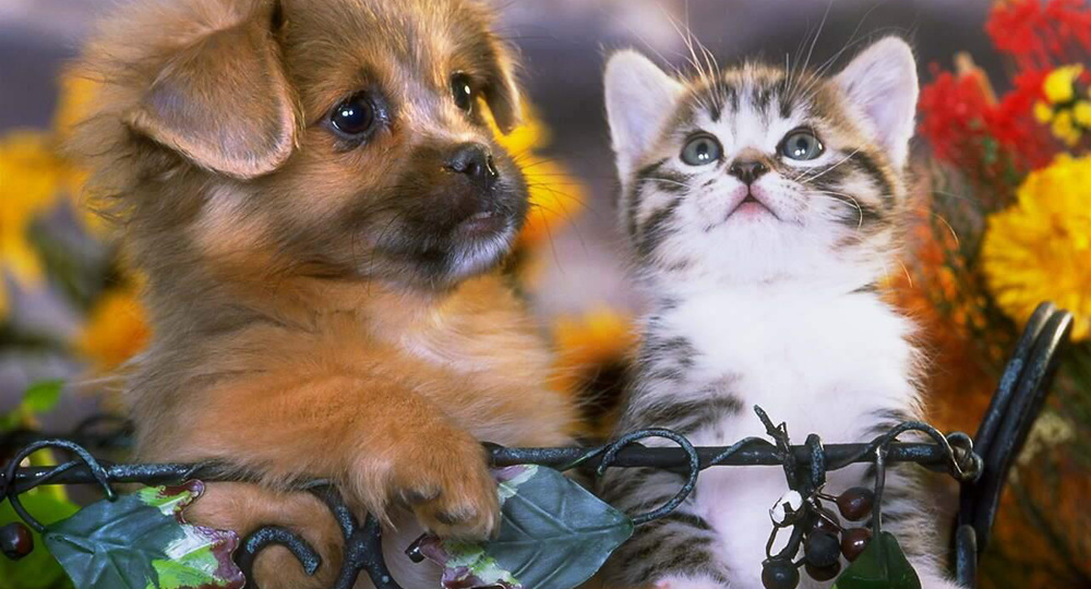 Депутаты требуют сажать подростков-живодеров в тюрьму Депутаты требуют сажать подростков-живодеров в тюрьму