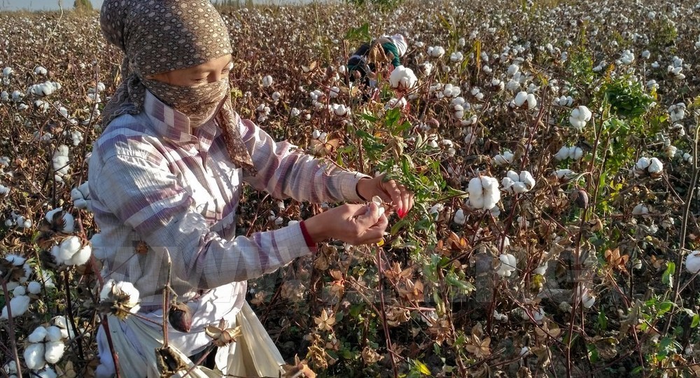 В Туркмении учителей заставляют собирать хлопок В Туркмении учителей заставляют собирать хлопок