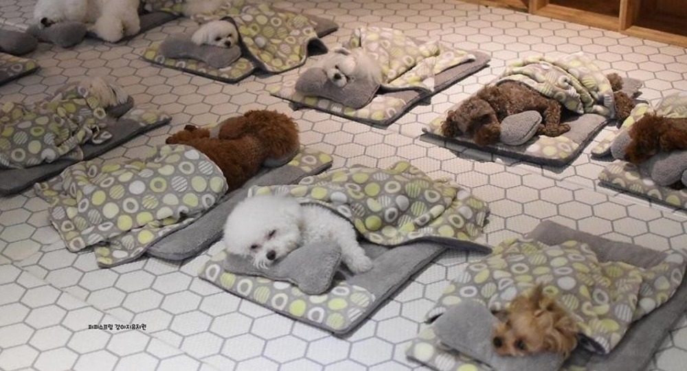 Щенячий сад Щенячий сад