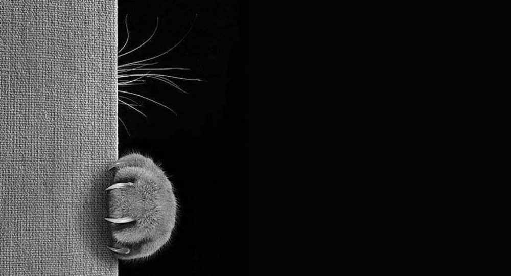 Кошки не похожи на людей? Кошки не похожи на людей?