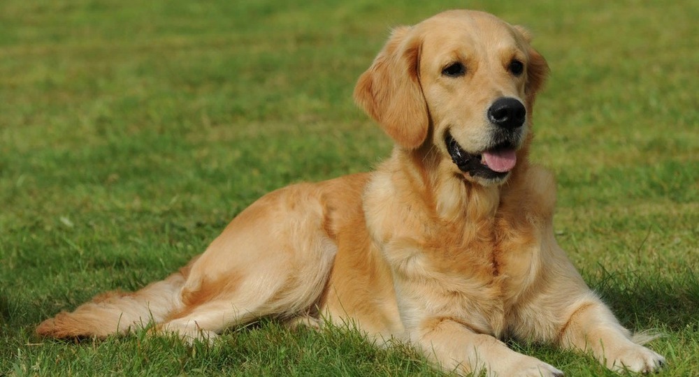 Эксперимент: Собаки смогли выявить коронавирус Эксперимент: Собаки смогли выявить коронавирус