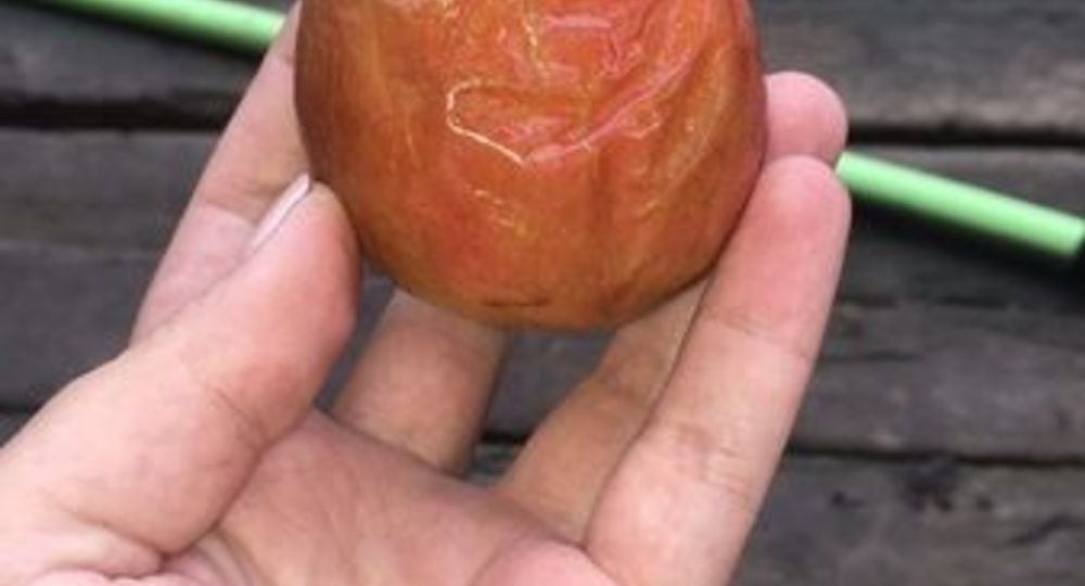 Школьников накормили гнилыми яблоками Школьников накормили гнилыми яблоками