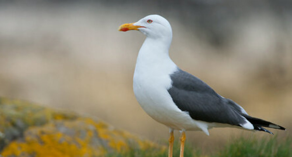 Чайки подстроились к школьным переменам, чтобы добывать еду Чайки подстроились к школьным переменам, чтобы добывать еду
