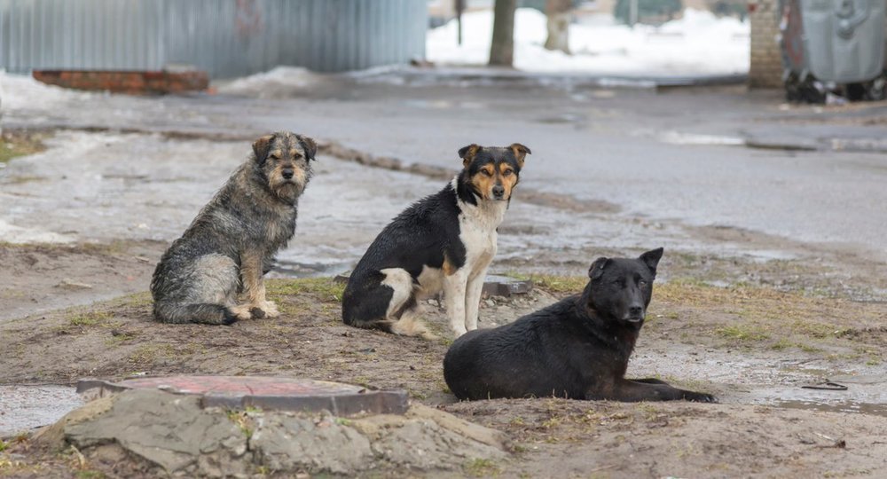 В Башкирии стая бродячих собак загнала детей на дерево В Башкирии стая бродячих собак загнала детей на дерево
