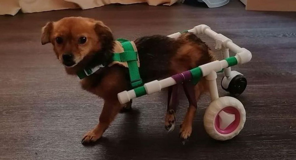 Школьница из Приморского края бесплатно создает инвалидные коляски для кошек и собак