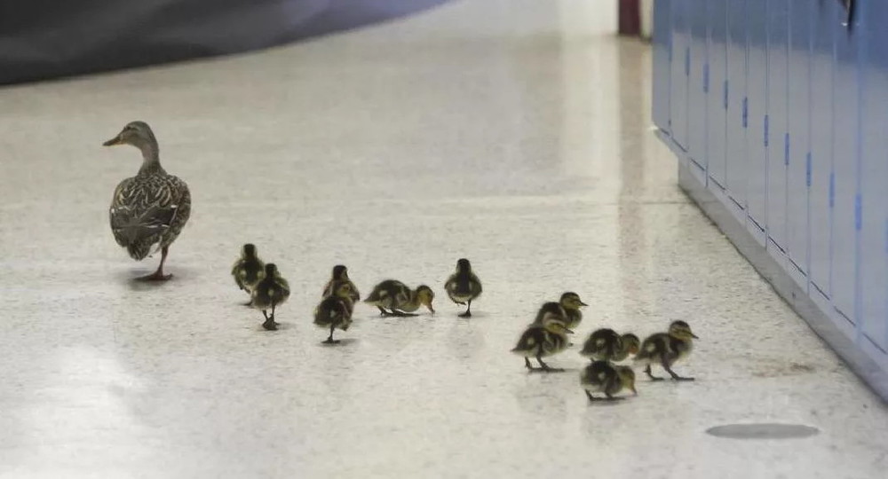 Во Флориде сняли ролик, как мама-утра ведет своих утят по коридору местного роддома
