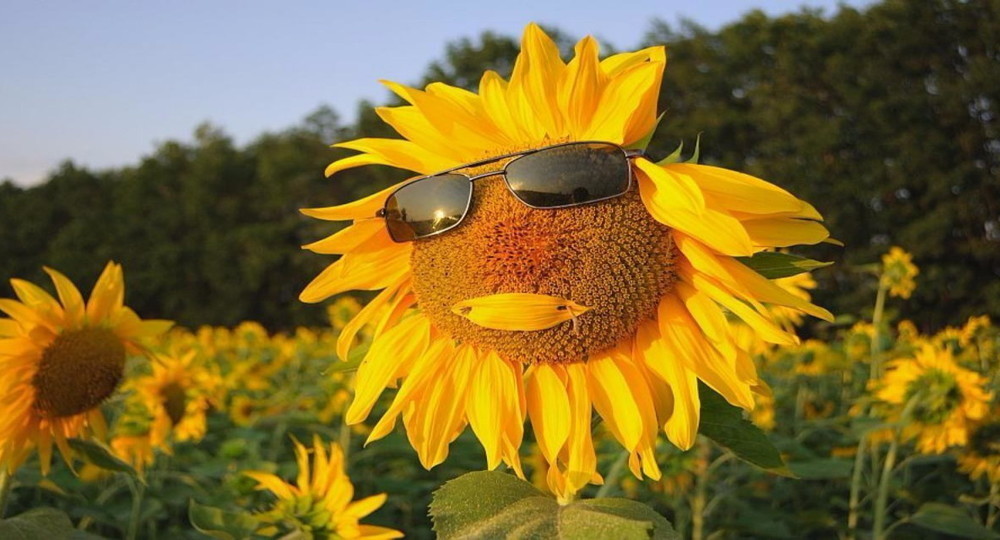 Исследование: кто набирает вес в жару? Исследование: кто набирает вес в жару?