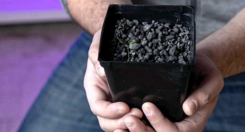 Перец чили, редиска и салат на имитаторе углистого хондрита Перец чили, редиска и салат на имитаторе углистого хондрита