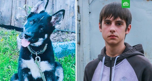 Подростку грозит 2 года за удар по машине, сбившей его щенка Middle size 1568008309