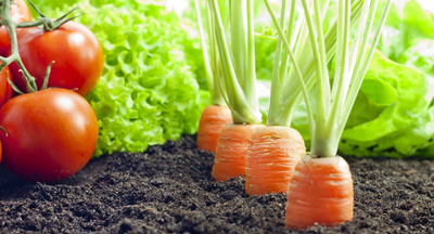 Учеников школ Нью-Йорка научили выращивать овощи на городском огороде